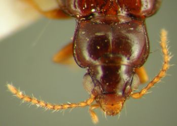Media type: image;   Entomology 19499 Aspect: head dorsal view